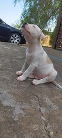 Pitbull