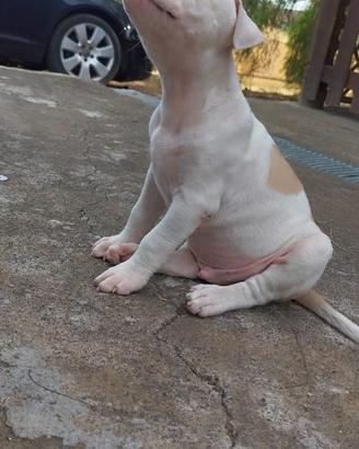 Pitbull