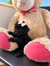 Mini toy nera - 2 mesi