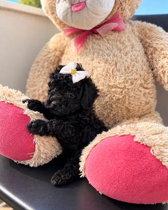 Mini toy nera - 2 mesi