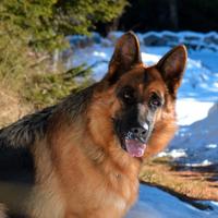 Splendida Femmina di Pastore Tedesco