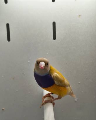 Diamanti di Gould
