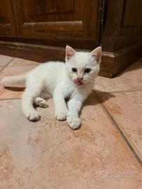Siamese red point