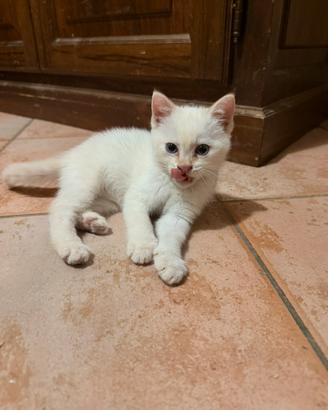 Siamese red point