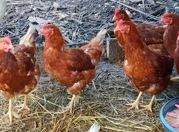 GALLINE OVAIOLE