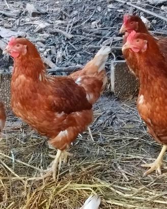 GALLINE OVAIOLE