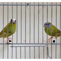 Coppia diamante di kittlitz mutati