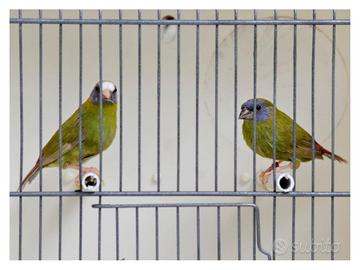 Coppia diamante di kittlitz mutati