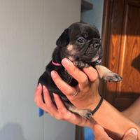 Bulldog Francese