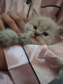 Gattini Ragdoll/persiano