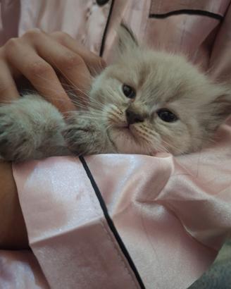 Gattini Ragdoll/persiano