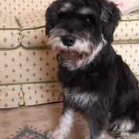 Schnauzer Nano maschio per accoppiamento