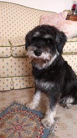 Schnauzer Nano maschio per accoppiamento