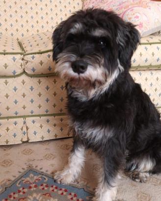 Schnauzer Nano maschio per accoppiamento