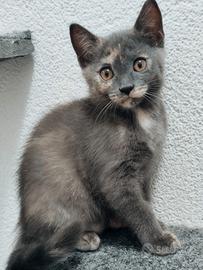 Gattini