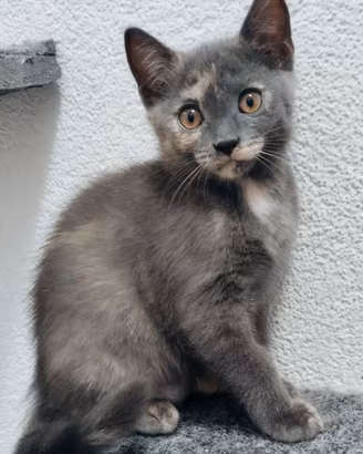 Gattini