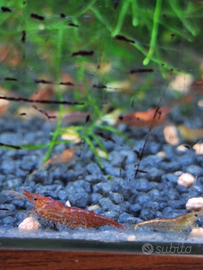 Gamberetti tropicali red cherri per acqurio