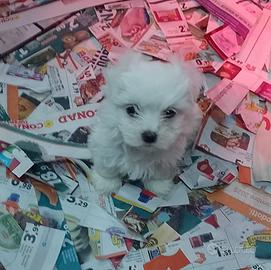 Maltese
