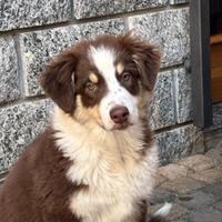 Pastore australiano femmina