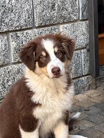 Pastore australiano femmina