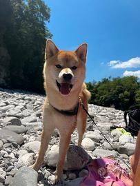 Shiba inu per monta