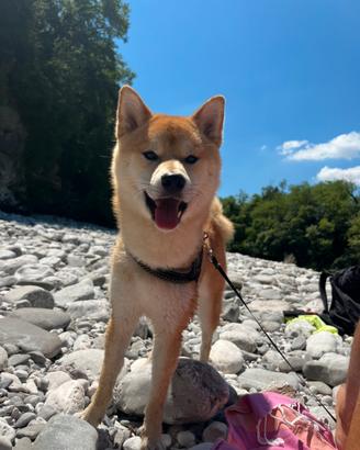 Shiba inu per monta