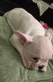 Cuccioli di bulldog francesi