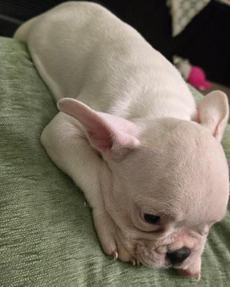Cuccioli di bulldog francesi