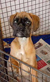 Cuccioli di Boxer
