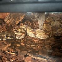 Boa Constrictor 0.1 2024