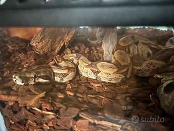 Boa Constrictor 0.1 2024