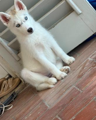 Husky siberian
