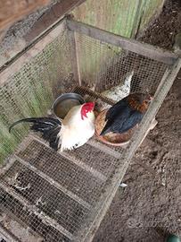 Galli e gallina