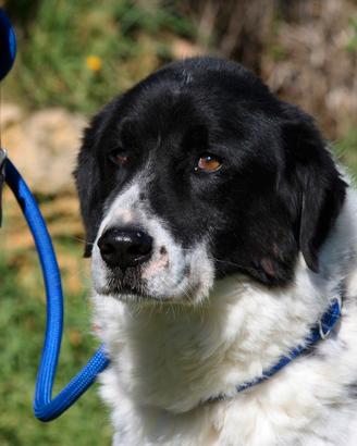 Adotta un cane adulto,cambia il suo destino