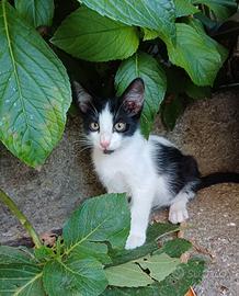 Gattino da adottare