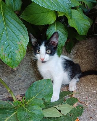 Gattino da adottare