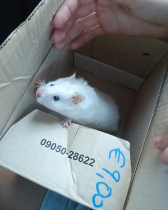 Criceto