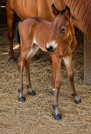 Cavalla Quarter Horse Puledra Roana