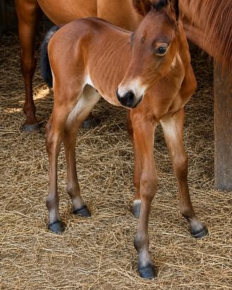 Cavalla Quarter Horse Puledra Roana