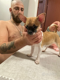 Chihuahua cucciola 4 mesi