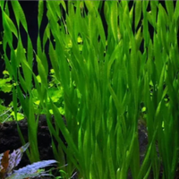 Endler per vallisneria