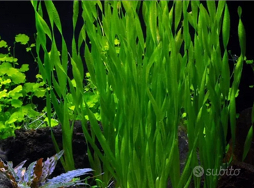 Endler per vallisneria