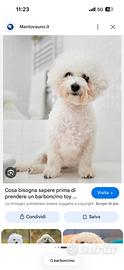 Adozione