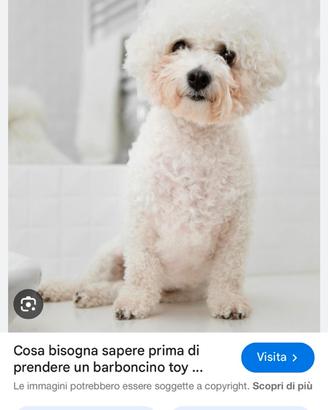Adozione