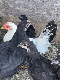 Galli galline e pulcini ornamentali