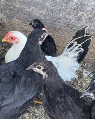 Galli galline e pulcini ornamentali