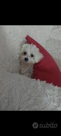 Bichon maltese