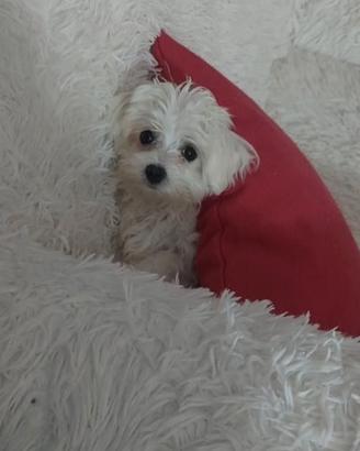 Bichon maltese
