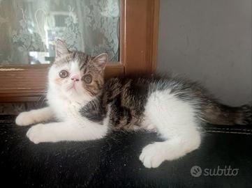Cucciolo Exotic shortair