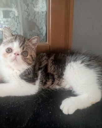 Cucciolo Exotic shortair